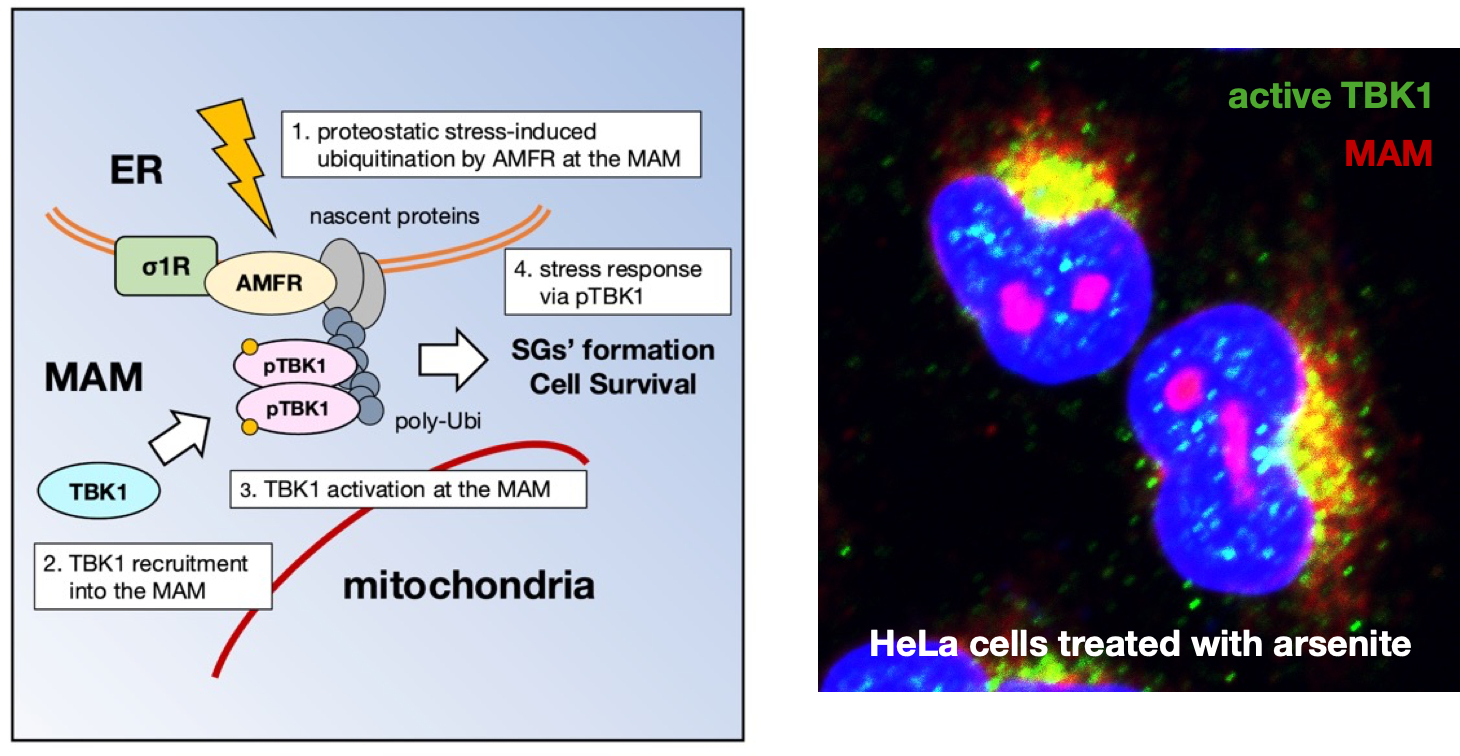 Organelle Contact Site